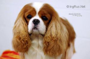 Pascavale Nathan | Cavalier King Charles Spaniel 