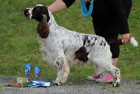 OCEAN PITFAL ORANG-A-TANG | English Springer Spaniel 