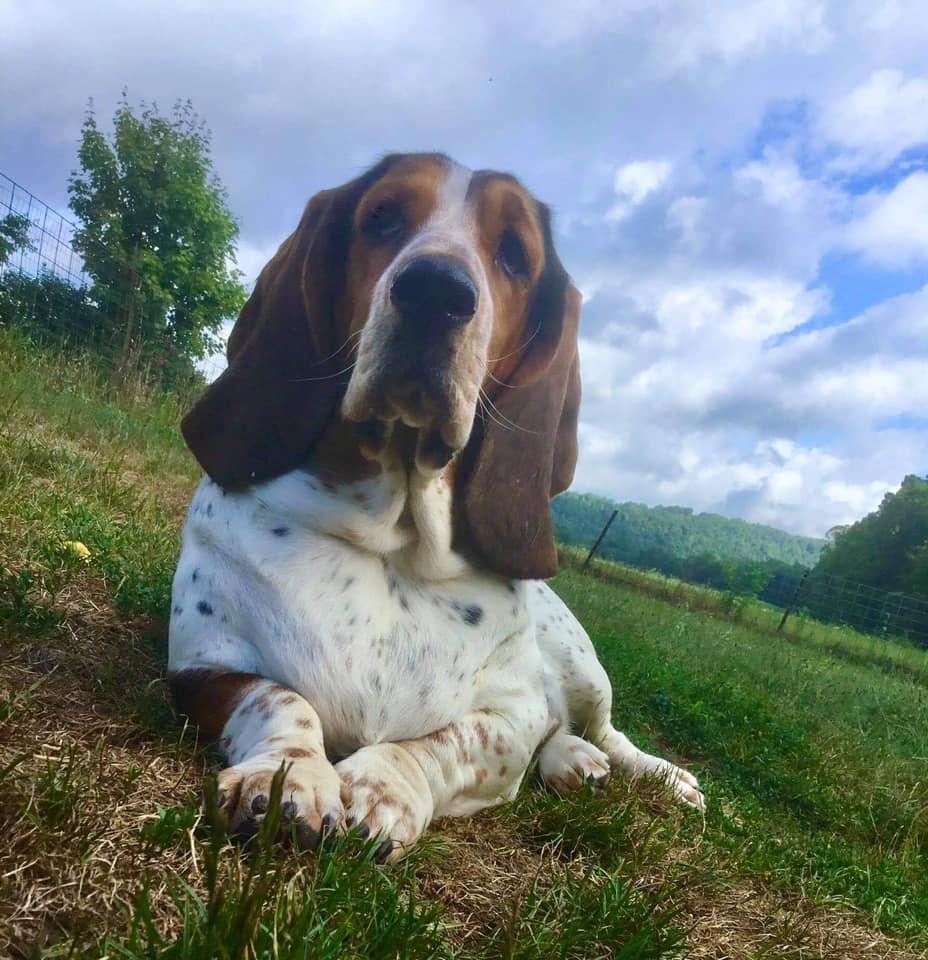 Audley Farms Lorna Doone | Basset Hound 