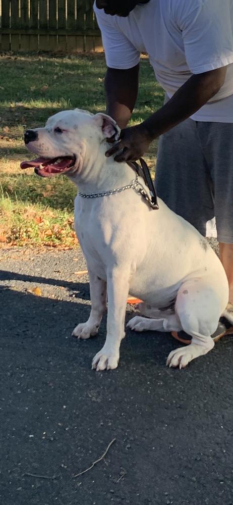 Prince | American Bulldog 