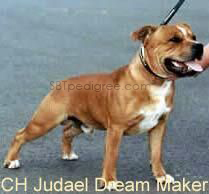 Judael Dream Maker | Staffordshire Bull Terrier 