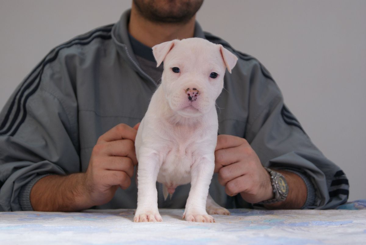 Brave Fast Fuser | American Staffordshire Terrier 