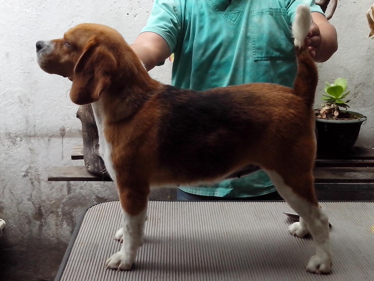 GALATEA ANSOL DE COTOPAXI | Beagle 