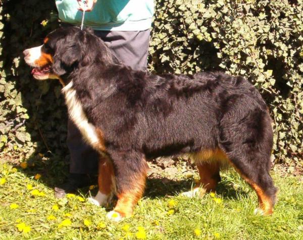 Szarazpataki Eszaki Feny | Bernese Mountain Dog 