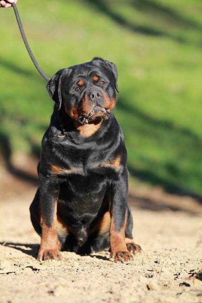 TK'S INDIANA JONES | Rottweiler 