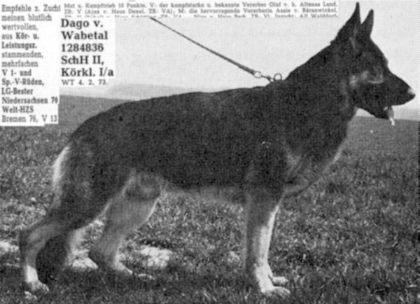 Dago vom Wabetal | German Shepherd Dog 