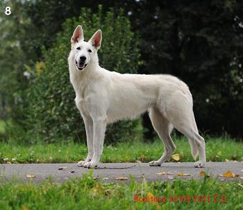 Debonar Free Meroxen | White Swiss Shepherd Dog 