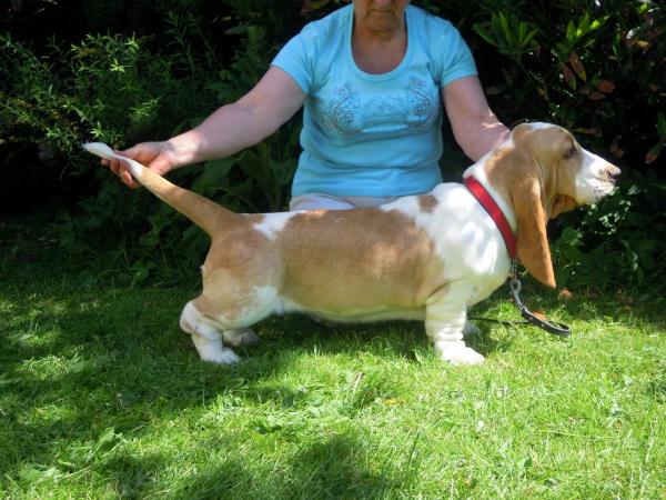 NewDown bassets Nada Nin | Basset Hound 