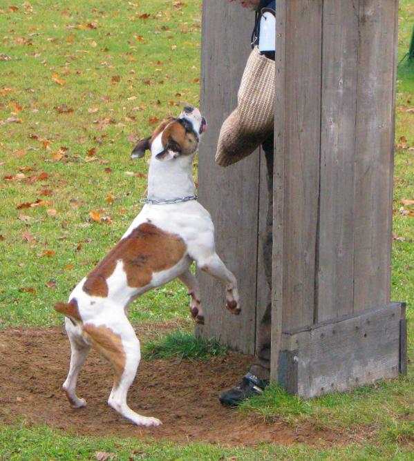 Shriver/Ellis' Levi | American Bulldog 