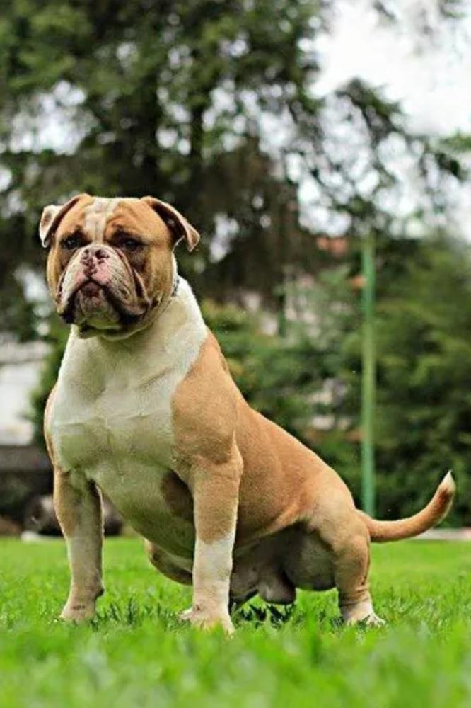 Sunshinebull's Dodge | American Bulldog 