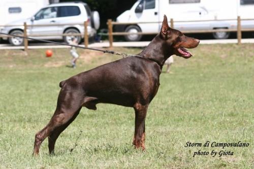 Storm di Campovalano | Brown Doberman Pinscher