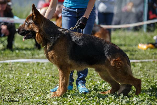 Rus Briskazi Musolino | German Shepherd Dog 