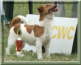 Leonhard's Chocolate Cindy | Jack Russell Terrier 