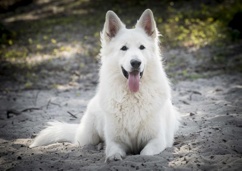 Hogar Wodan od Semberije | White Swiss Shepherd Dog 