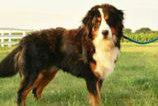 Alexander Ryan | Bernese Mountain Dog 