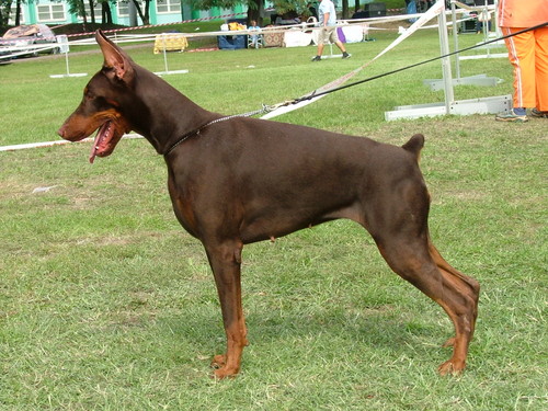 Redrubyfarah di Campovalano | Brown Doberman Pinscher