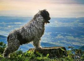 Zorrazo Zardon | Spanish Water Dog 