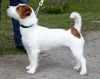 JACKFLASH EASY CATCH | Jack Russell Terrier 