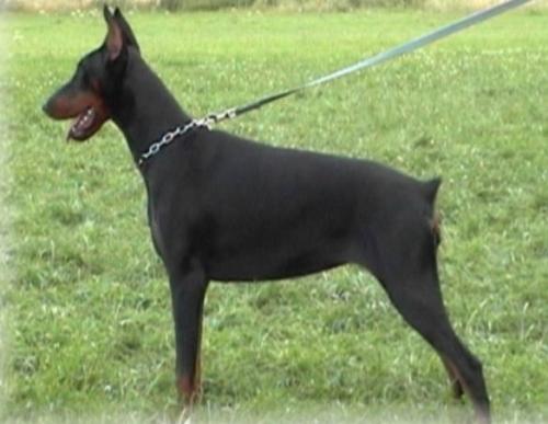 Shiva Shirel v. Deutschenstamm | Black Doberman Pinscher