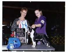 Dorkay's Hot Vegas Nights | Boston Terrier 
