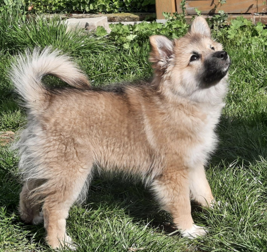 Kibba aus Vinkona | Icelandic Sheepdog 