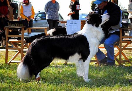 Astonishing Abracadabra of Bordertreowe | Border Collie 