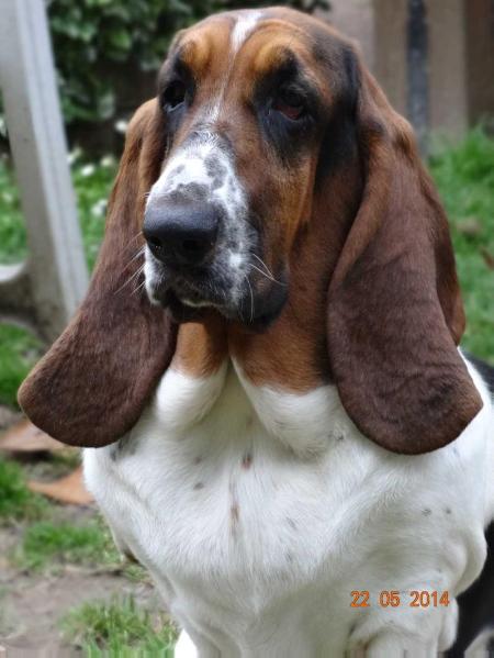 Franbar's Ecstasy | Basset Hound 