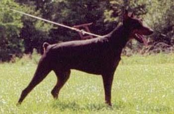 Yurko v.d. Donauhoeve | Black Doberman Pinscher