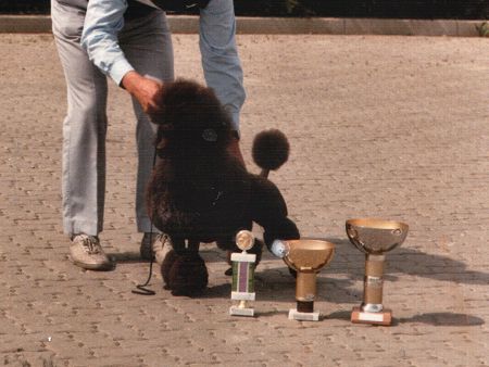 Artmann Brown Charlie | Poodle 