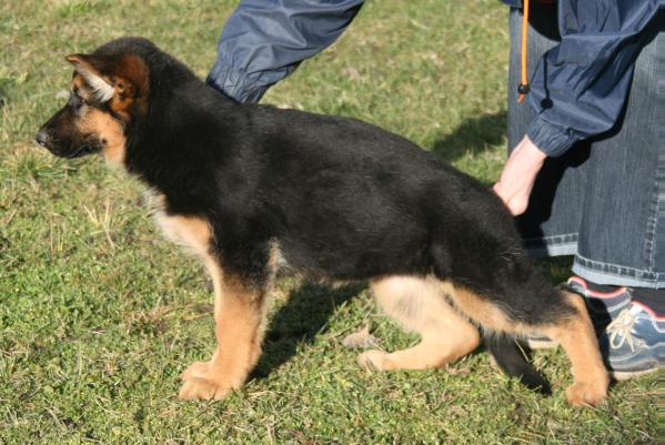 Aik von der alten Hartsteinwerke | German Shepherd Dog 