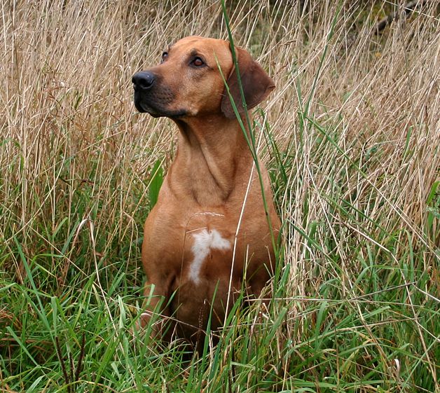 Lovfallan's Master | Rhodesian Ridgeback 