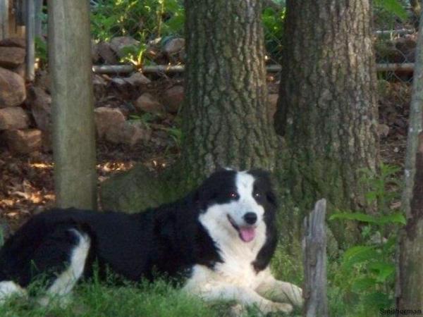 MARSHMELLOW ABC 243907 | Border Collie 