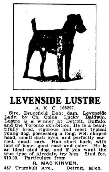 Levenside Lustre (108297) | Airedale Terrier 