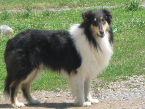 Penrod Hill Robbie | Rough Collie 