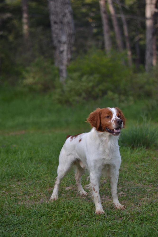 EROS de la Casa de Cazador | Brittany 