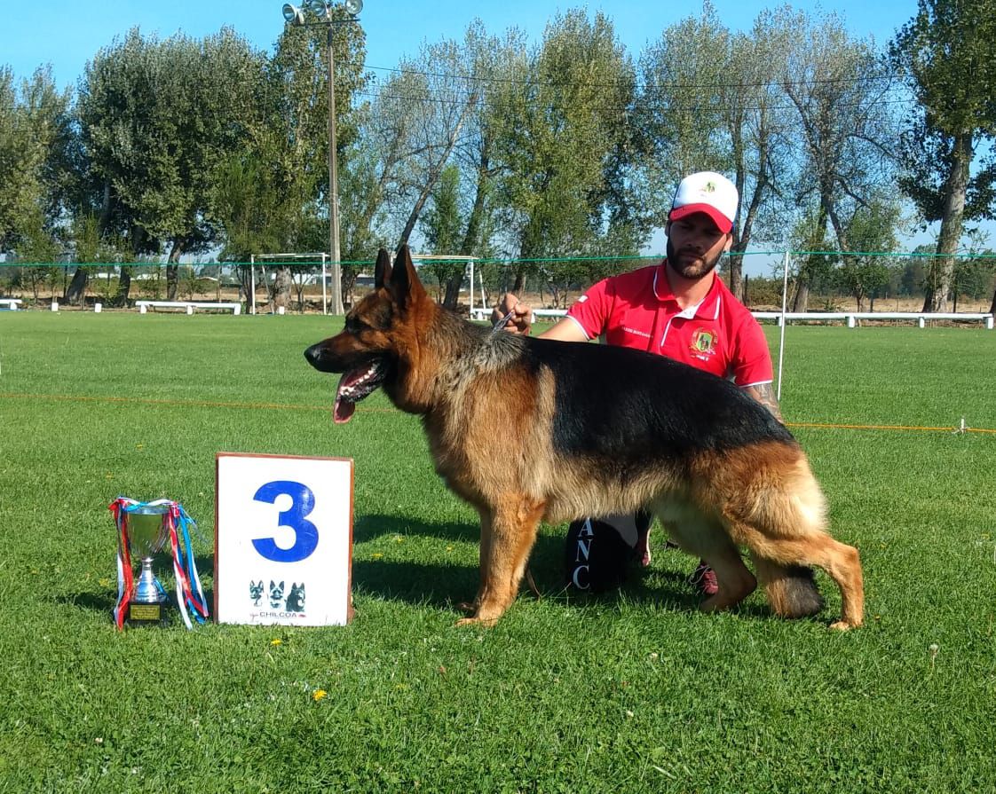Lorenzo de los Bello | German Shepherd Dog 