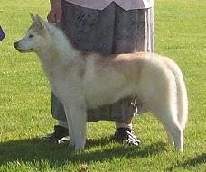 Yuki-Onna The Snow Queen | Siberian Husky 