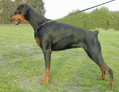 Biskaya v.d. Donauhoeve | Black Doberman Pinscher