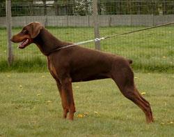 Aika v.d. Donauhoeve | Brown Doberman Pinscher