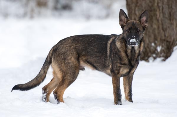 Gunner Big Paws | German Shepherd Dog 