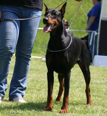 Dolly Extra Moravak | Black Doberman Pinscher