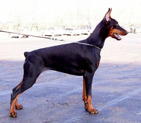 Graphic Line Arrow | Black Doberman Pinscher