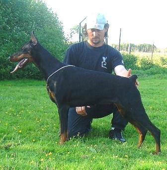 Tia Miratio | Black Doberman Pinscher