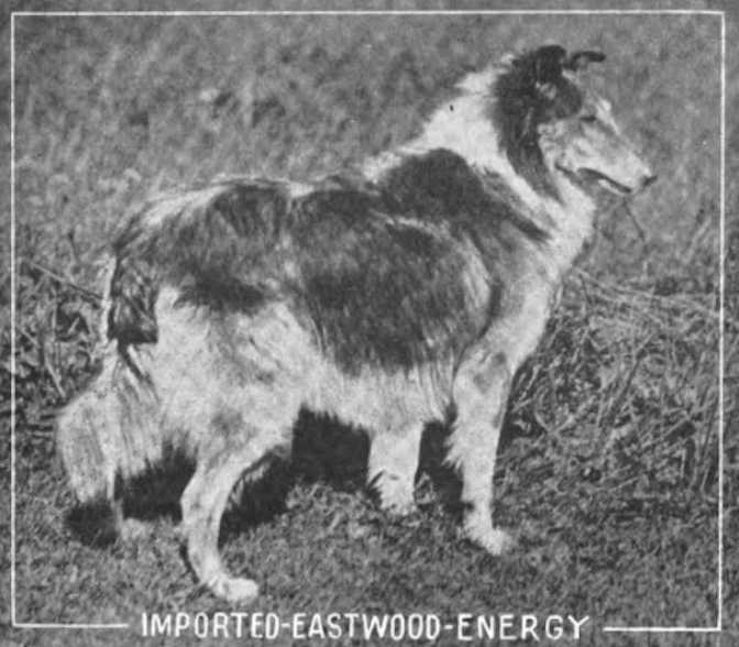 Eastwood Energy | Rough Collie 