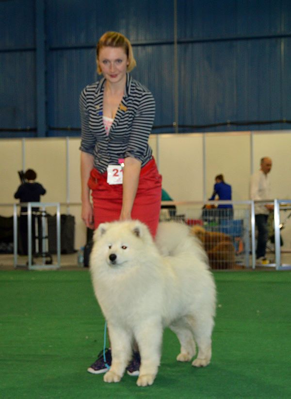 Brave from Kel’bin treasure-house | Samoyed 