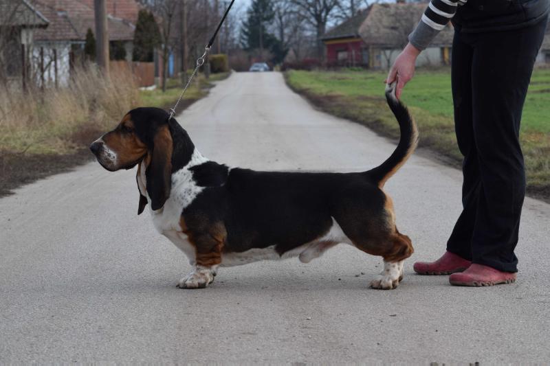 Nagyhegyi Pajkos Good For You | Basset Hound 