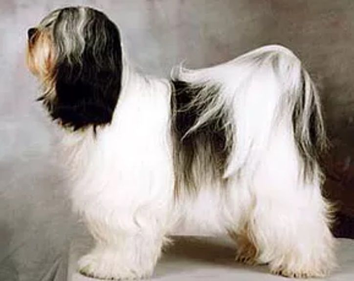 ARAKI AMERICAN WAY | Tibetan Terrier 