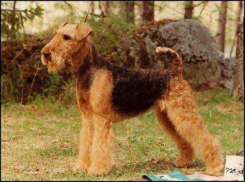 Big Lady's Bombshell | Airedale Terrier 