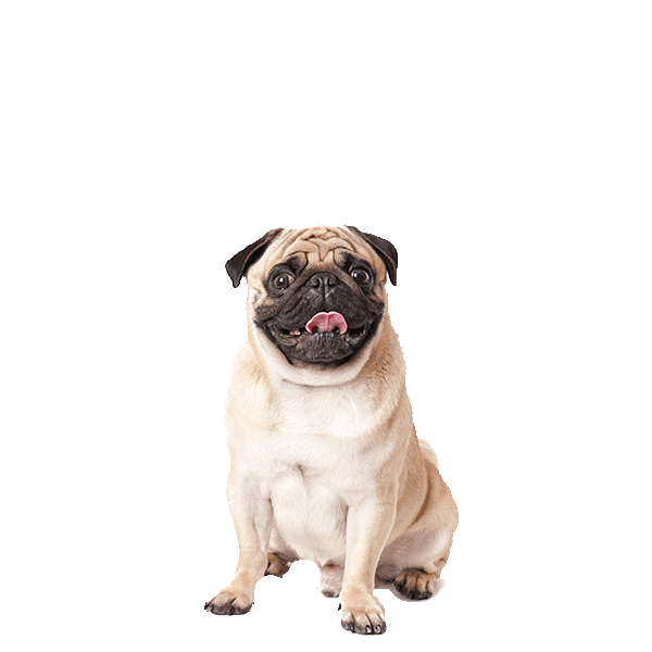 Pug