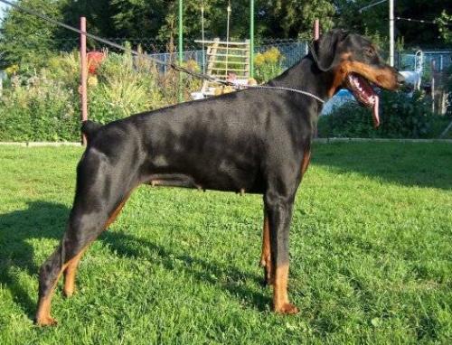 Abiona v. Burgenland | Black Doberman Pinscher